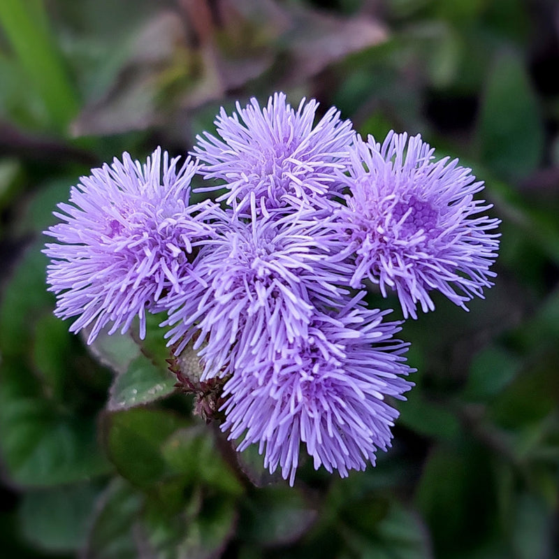 Floss Flower seeds for Planting - Low Maintenance, Heirloom & GMO Free Seeds for Home Garden