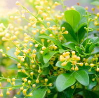 Aglaia Odorata Flower seeds for Planting Bright Blooms Heirloom & GMO Free Seeds for Home Garden
