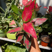 Aglaonema seeds for potted indoor plants