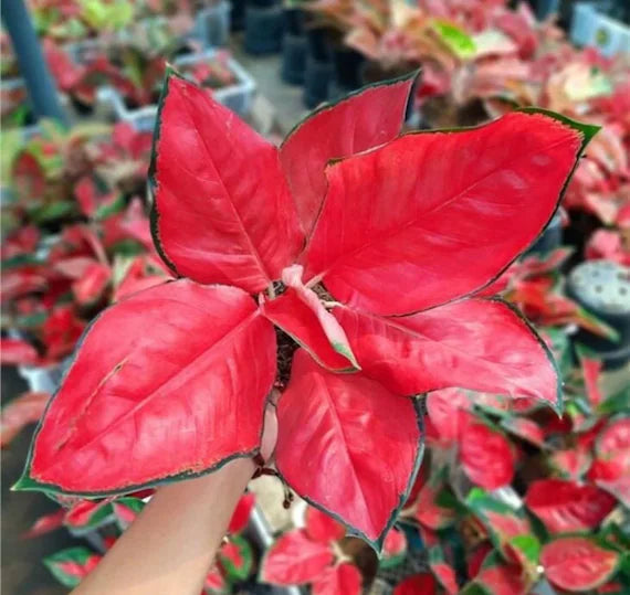 Red Aglaonema Flower seeds for Planting - Wildflower Mix, Heirloom & GMO Free Seeds for Home Garden