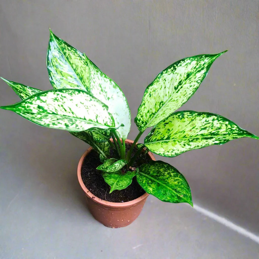 Green Aglaonema Flower seeds for Planting - Cottage Garden Essential, Heirloom & GMO Free Seeds for Home Garden