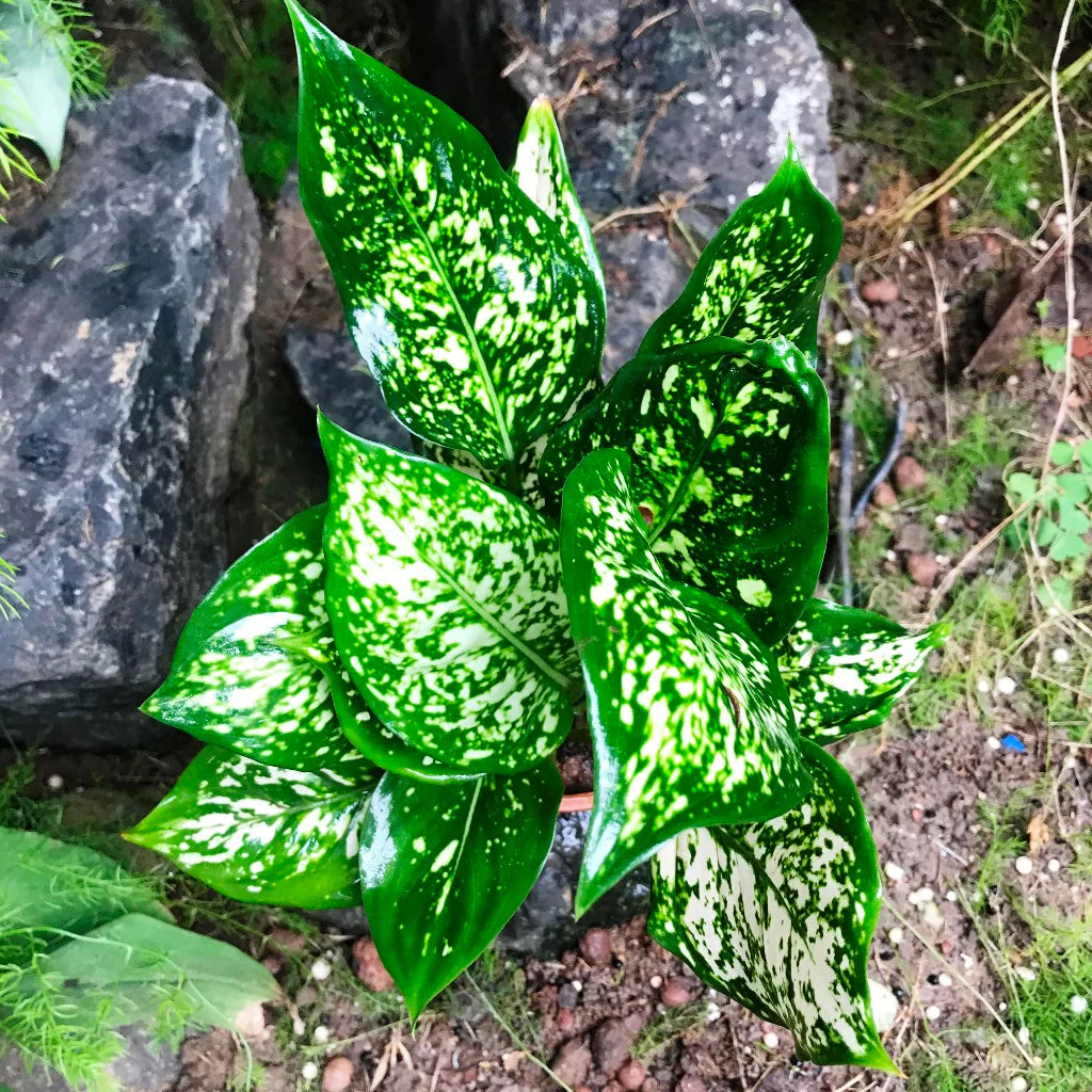 Green Aglaonema Flower seeds for Planting - Cottage Garden Essential, Heirloom & GMO Free Seeds for Home Garden