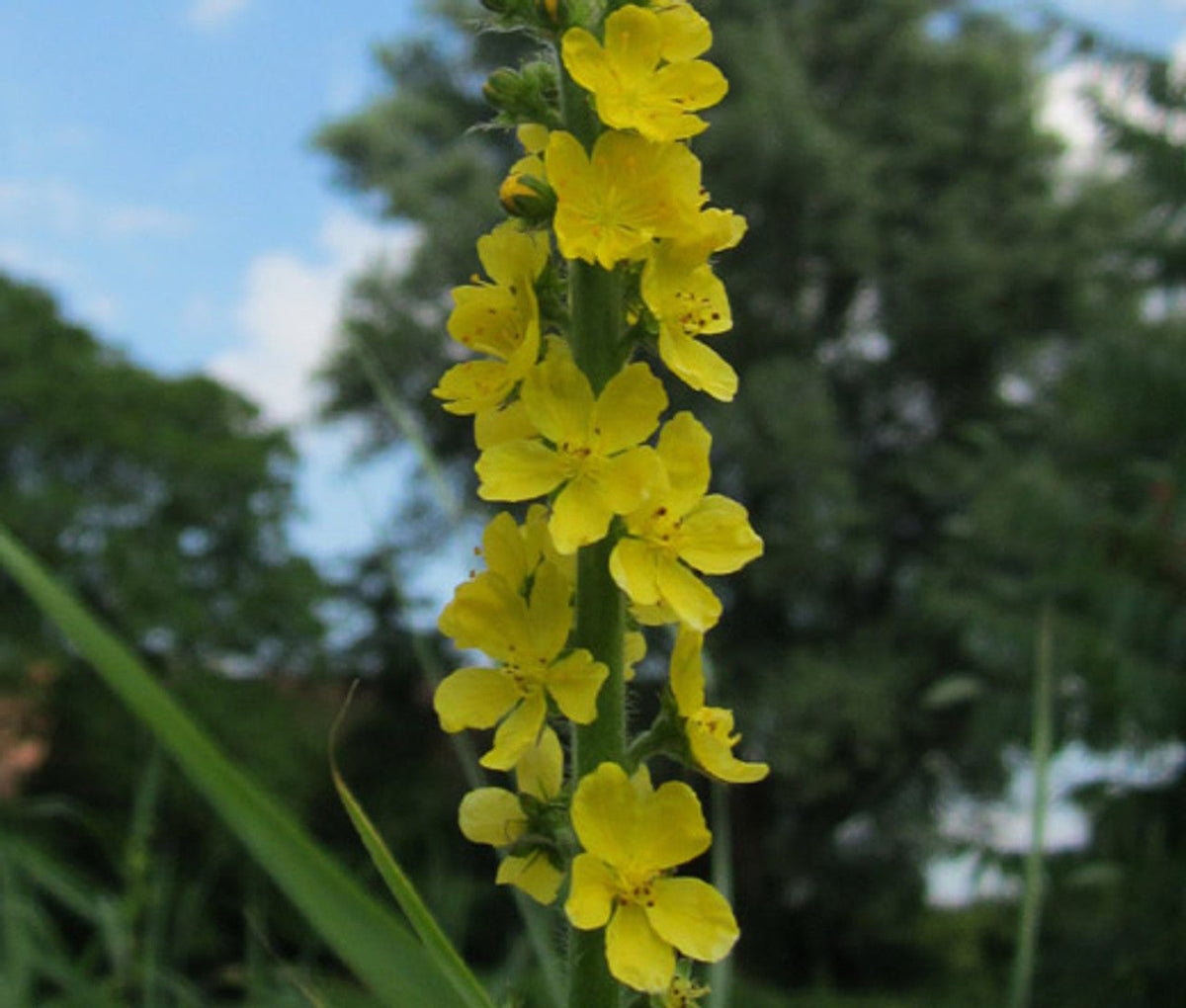 Agrimonia (Agrimonia Flower) seeds for planting in home garden