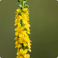 Agrimony Flower seeds for Planting Sun Loving Heirloom & GMO Free Seeds for Home Garden 
 
 Sale