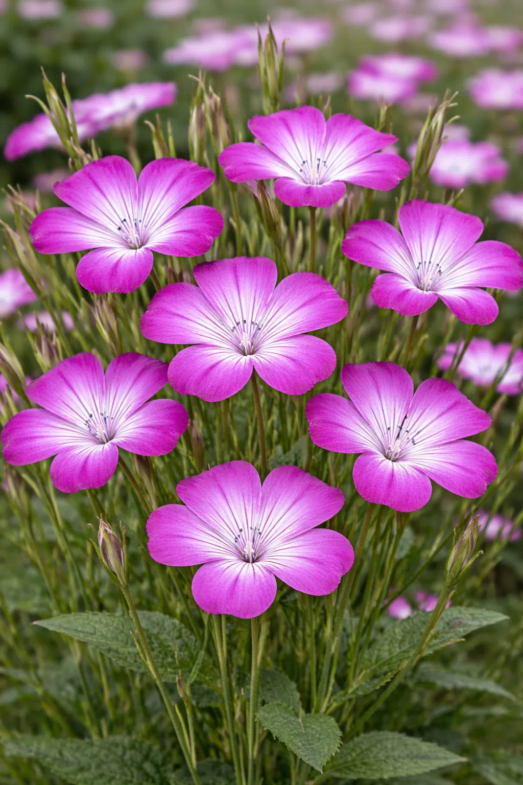 Agrostemma Githago Pink Seeds for Bright Pink Flowers