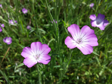 Agrostemma Githago Pink Seeds for Bright Pink Flowers