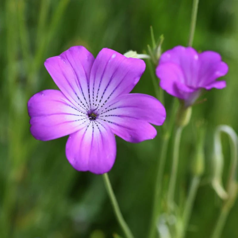 Corncockle Flower seeds for Planting Easy to Grow Heirloom & GMO Free Seeds for Home Garden