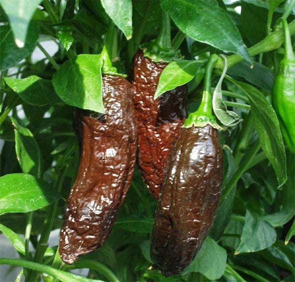 Aji Panca Chocolate Seeds for Planting - Vegetable Garden Seeds