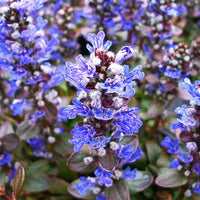 Ajuga Flower seeds for Planting Perfect for Borders Heirloom & GMO Free Seeds for Home Garden 
 
 Sale