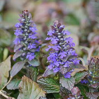 Ajuga Flower seeds for Planting Premium Quality Heirloom & GMO Free Seeds for Home Garden