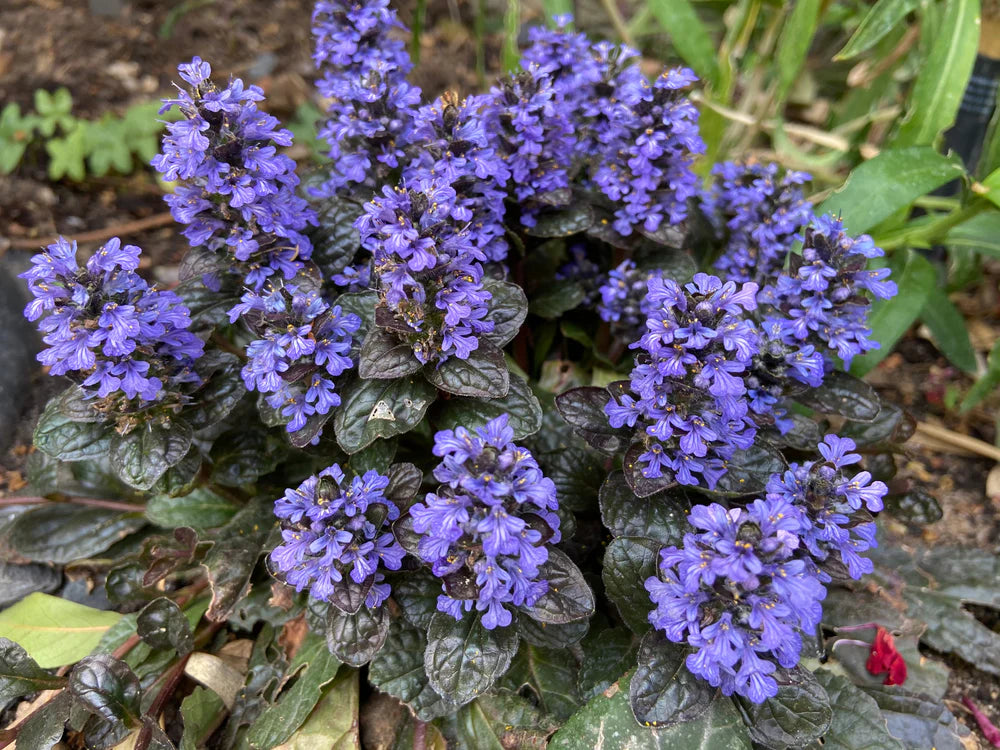 Blue Ajuga Reptans Flower seeds for Planting - Shade Tolerant, Heirloom & GMO Free Seeds for Home Garden