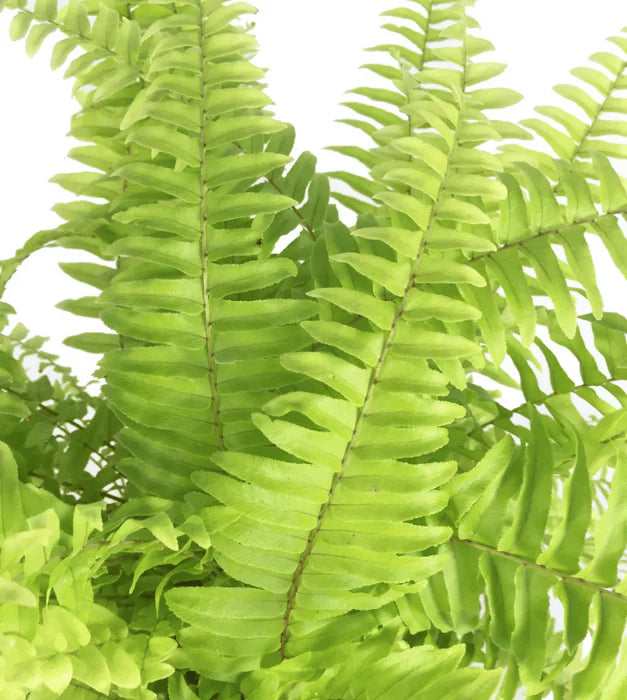 Yellow Green Fern for Planting Sun Loving Heirloom & GMO Free Seeds for Home Garden
 
 Sale