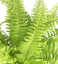Yellow Green Fern for Planting Sun Loving Heirloom & GMO Free Seeds for Home Garden
 
 Sale
