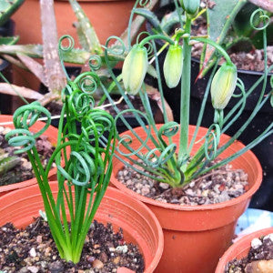 Curly Twisted Flower seeds for Planting - Perfect for Borders, Heirloom & GMO Free Seeds for Home Garden