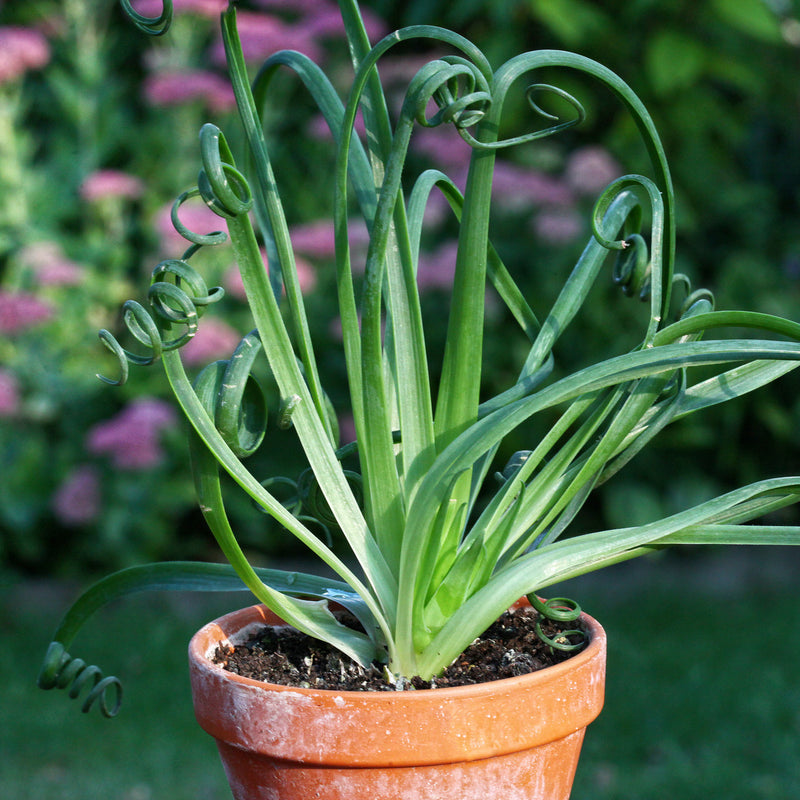 Spiralis Flower seeds for Planting - Sun Loving, Heirloom & GMO Free Seeds for Home Garden