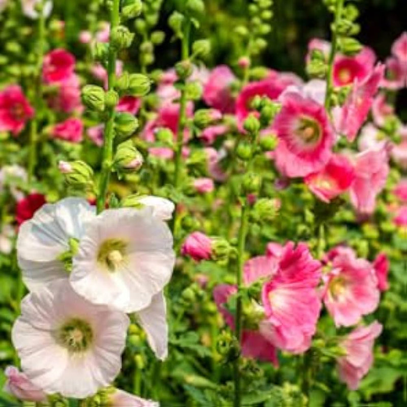 Alcea hollyhock flower seeds for planting