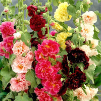 High germination Alcea flower seeds
