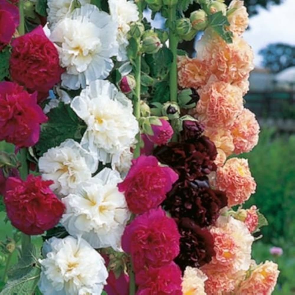 Non-GMO Alcea flower seeds