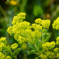 Green Alchemilla Mollis Flower seeds for Planting Garden Favorite Heirloom & GMO Free Seeds for Home Garden
 
 Sale