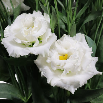 White Lisianthus Flower seeds for Planting - Pollinator Friendly, Heirloom & GMO Free Seeds for Home Garden