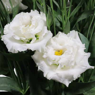 100 Pcs