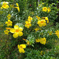 Yellow Allamanda Flower seeds for Planting - Sun Loving, Heirloom & GMO Free Seeds for Home Garden