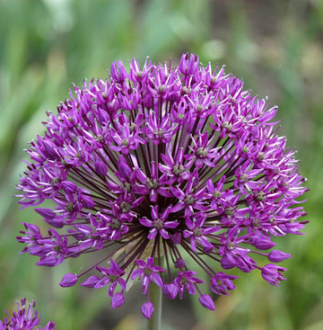 Riesenlauch (Allium giganteum) Seeds for Rare Flowers and Bonsai