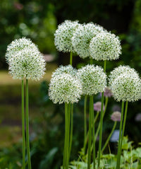 Green Giant Onion Flower Seeds – Rare Allium Ornamental Blooms