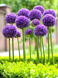 Riesenlauch (Allium giganteum) Seeds for Rare Flowers and Bonsai
