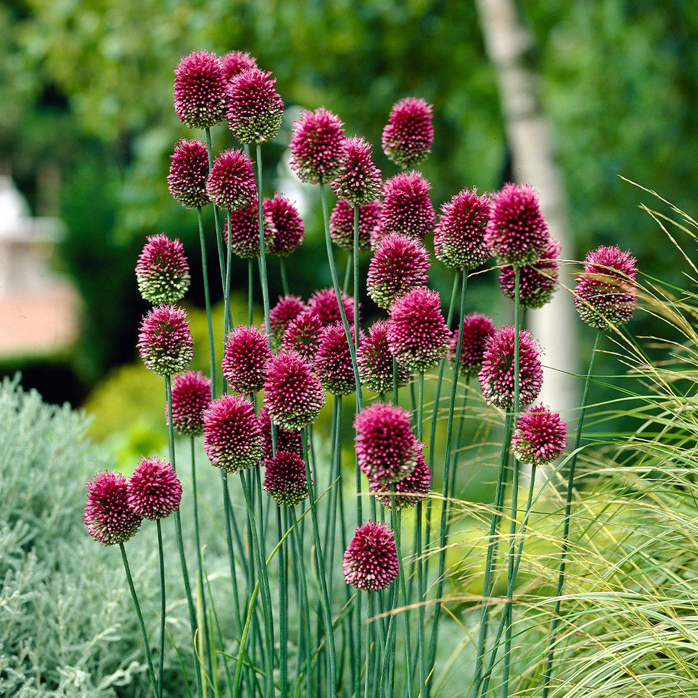Sphaerocephalon Flower seeds for Planting - Sun Loving, Heirloom & GMO Free Seeds for Home Garden