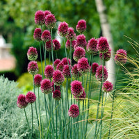 Sphaerocephalon Flower seeds for Planting - Sun Loving, Heirloom & GMO Free Seeds for Home Garden