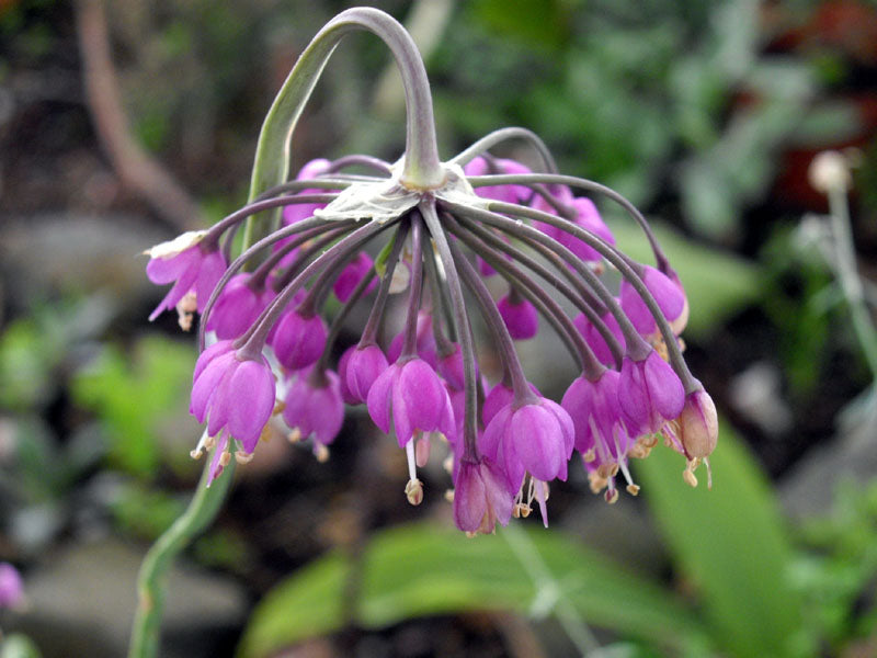 Purple Cernuum Flower seeds for Planting - Hardy Variety, Heirloom & GMO Free Seeds for Home Garden