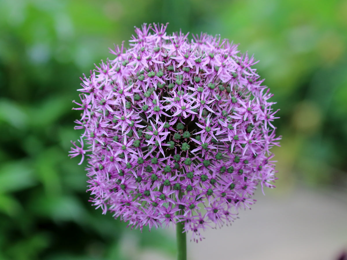Riesenlauch (Allium giganteum) Seeds for Rare Flowers and Bonsai