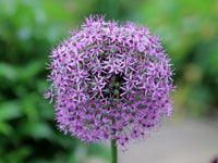 Riesenlauch (Allium giganteum) Seeds for Rare Flowers and Bonsai