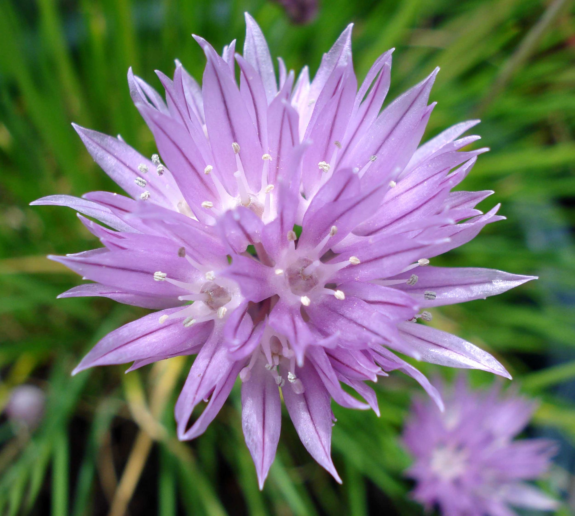 Schoenoprasum Flower seeds for Planting Cut Flower Favorite Heirloom & GMO Free Seeds for Home Garden