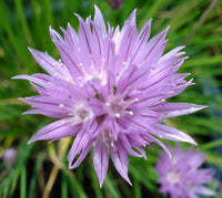 Schoenoprasum Flower seeds for Planting Cut Flower Favorite Heirloom & GMO Free Seeds for Home Garden