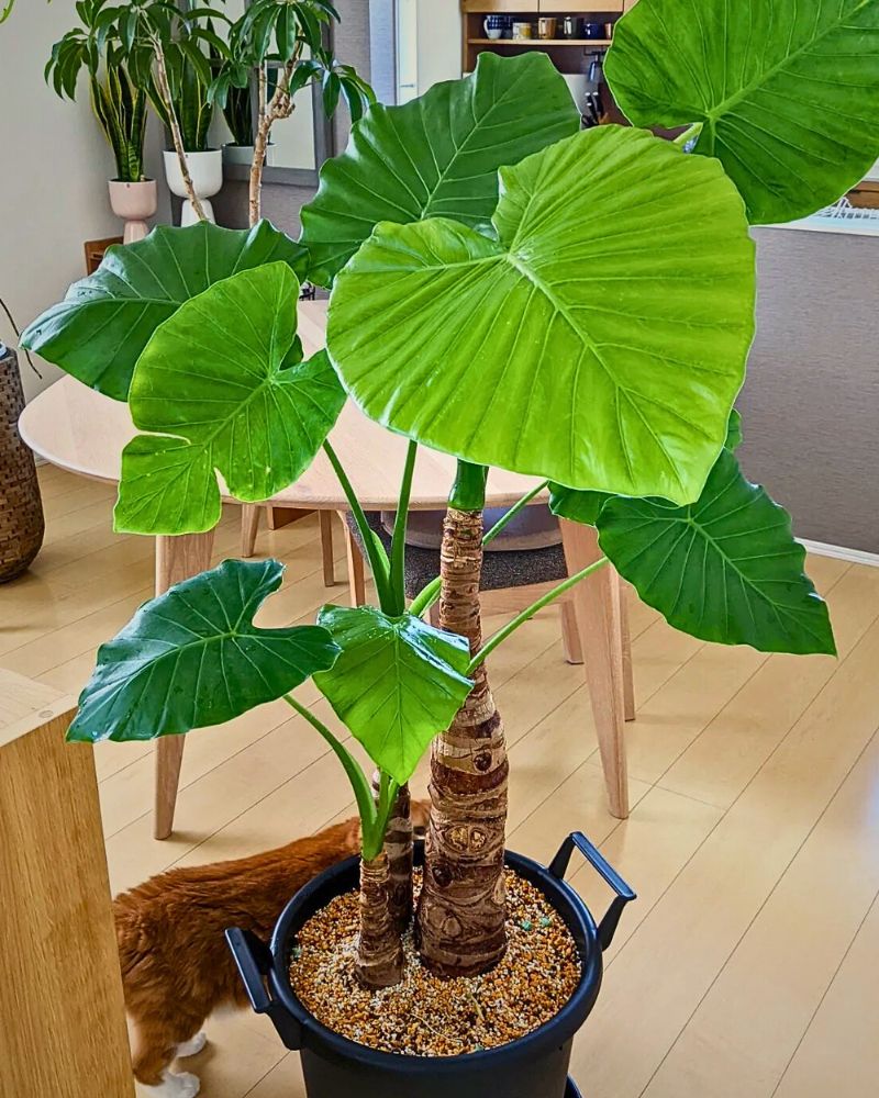 Green Alocasia Macrorrhizos Flower seeds for Planting Garden Favorite Heirloom & GMO Free Seeds for Home Garden
 
 Sale