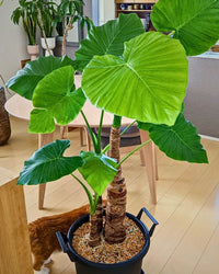 Green Alocasia Macrorrhizos Flower seeds for Planting Garden Favorite Heirloom & GMO Free Seeds for Home Garden
 
 Sale