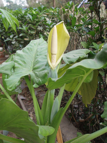 Green Alocasia Flower seeds for Planting - Seasonal Bloomer, Heirloom & GMO Free Seeds for Home Garden