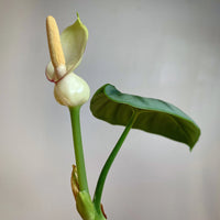 Alocasia Flower seeds for Planting Pollinator Friendly Heirloom & GMO Free Seeds for Home Garden