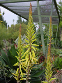 Yellow Green Aloe Flower seeds for Planting Shade Tolerant Heirloom & GMO Free Seeds for Home Garden
