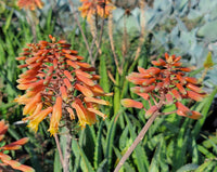 Aloe Flower seeds for Planting - Easy to Grow, Heirloom & GMO Free Seeds for Home Garden