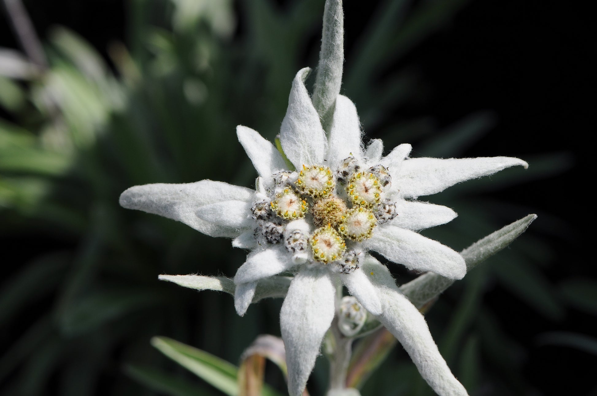 Edelweiss Flower seeds for Planting Hardy Variety Heirloom & GMO Free Seeds for Home Garden
