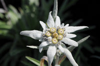 Edelweiss Flower seeds for Planting Hardy Variety Heirloom & GMO Free Seeds for Home Garden