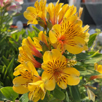 Yellow Alstroemeria Flower seeds for Planting - Vibrant Colors, Heirloom & GMO Free Seeds for Home Garden
