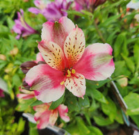 "Alstroemeria Flower seeds for Planting Bright Blooms Heirloom & GMO Free Seeds for Home Garden