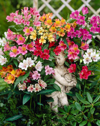 Mixed Alstroemeria Flower seeds for Planting - Shade Tolerant, Heirloom & GMO Free Seeds for Home Garden