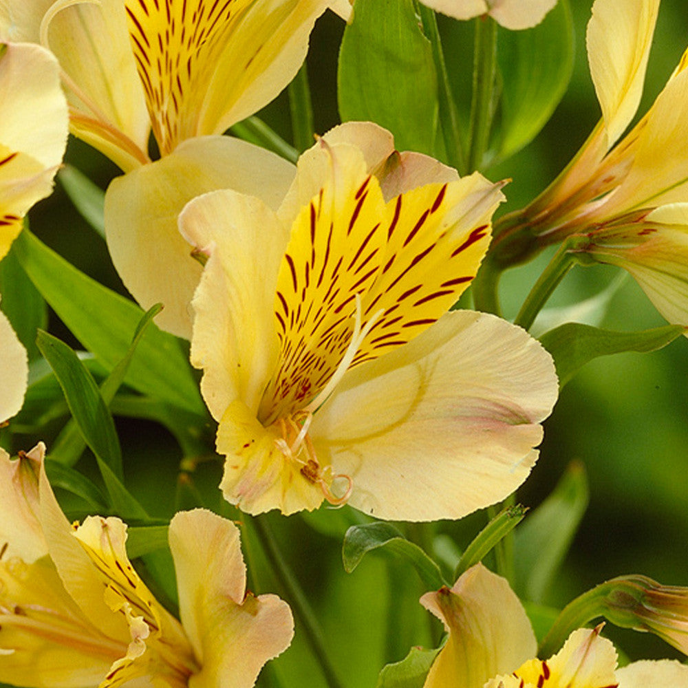 Yellow Alstroemeria Flower Seeds Planting