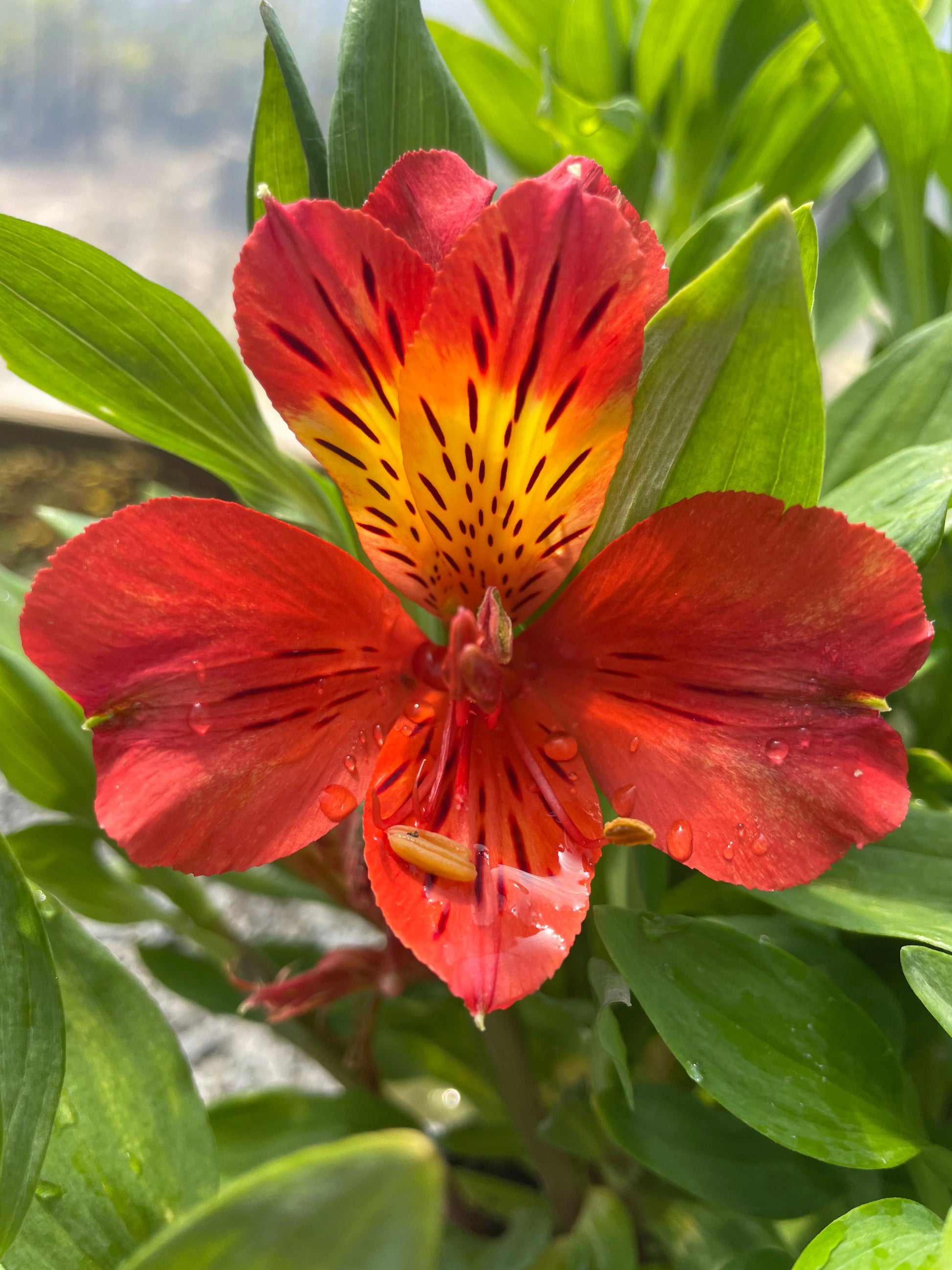 Red Yellow Alstroemeria Flower seeds for Planting - Bright Blooms, Heirloom & GMO Free Seeds for Home Garden