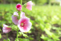White & Pink Hollyhock Flower seeds for Planting Hardy Variety Heirloom & GMO Free Seeds for Home Garden
 
 Sale